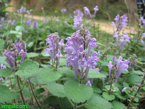 桂花怎么晒干保留香气