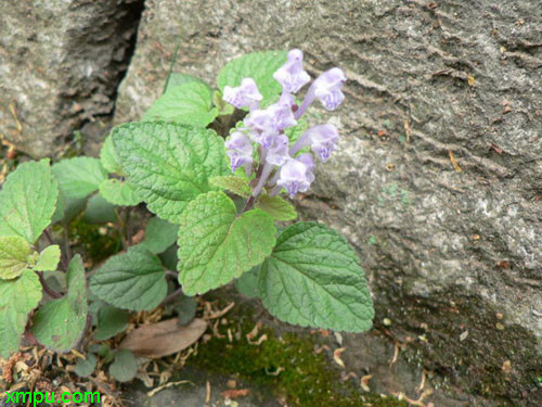 菊花茶的种类