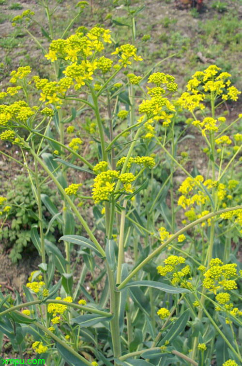 朱槿花怎么养