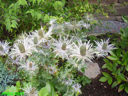 橙子树北方可以种植吗