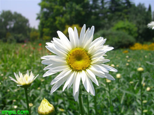 芙蓉雪莲