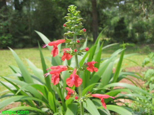 芙蓉菊