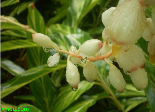 金枝玉叶植物