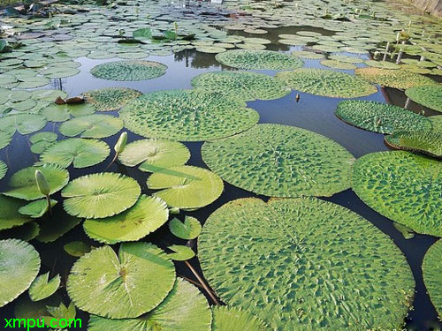 植物种子