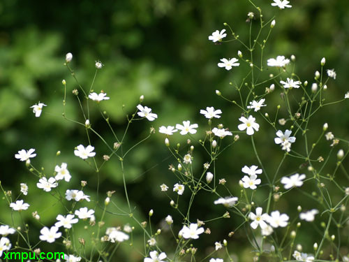 芙蓉菊