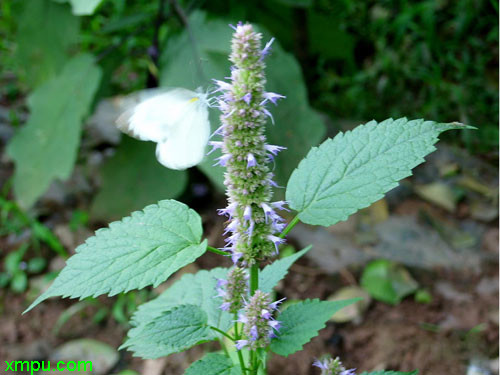 芭蕉 香蕉