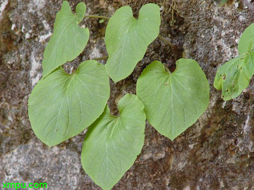 荨麻草