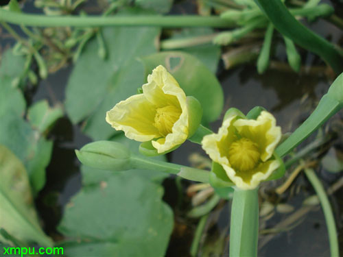 19朵玫瑰花语