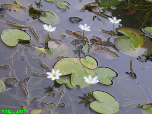 白色菊花悼念图片