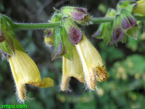 zingiber officinale