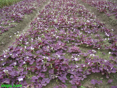 芝麻菜图片