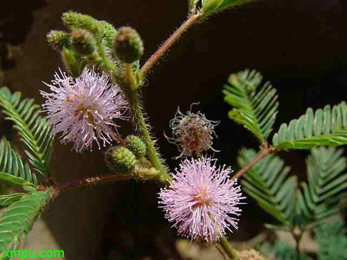 灵芝种植技术