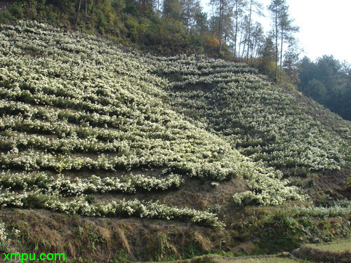 马尼拉草坪