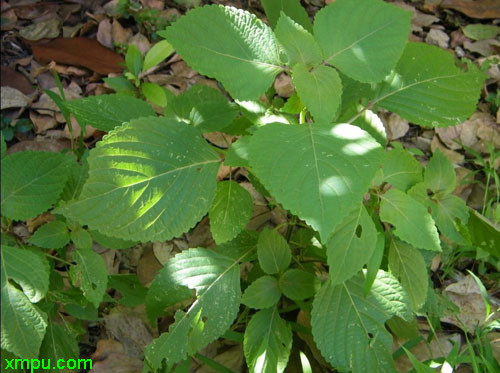 番茄种植方法