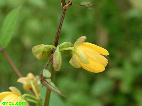 花菇 香菇