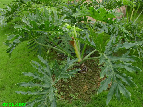 豆角种植时间和技术