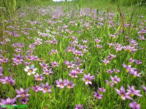 红花油茶