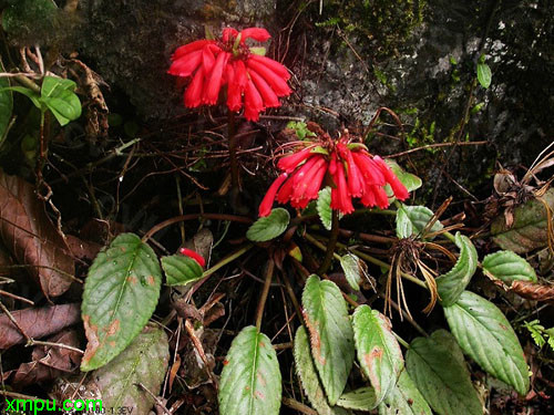 芦笋种植时间和方法