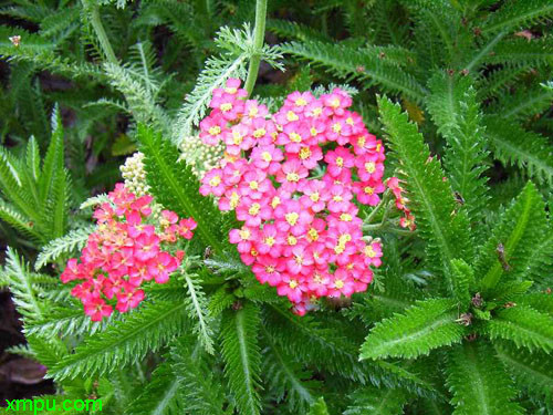 被子植物和裸子植物