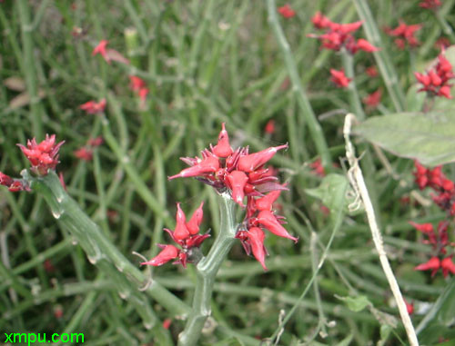 花毛茛一年开几次花