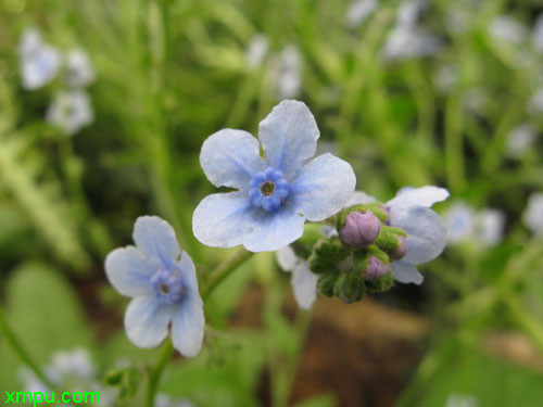 菊花在什么时候开放