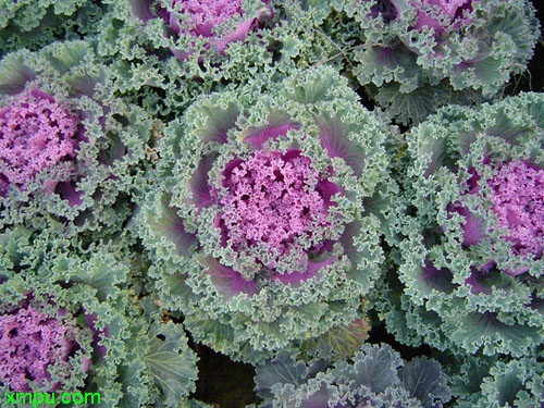 除甲醛花草排名