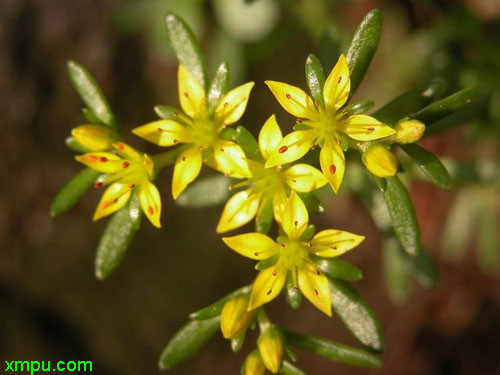 大叶栀子花