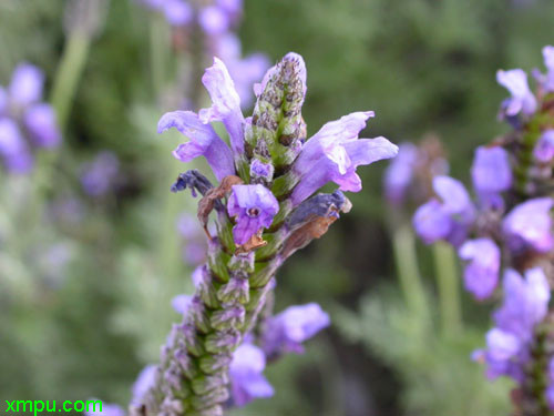 玫瑰花鲜花