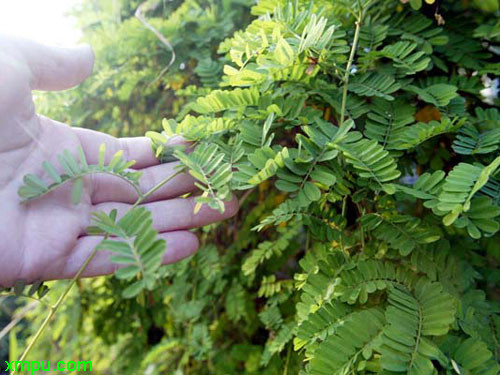 大叶栀子花