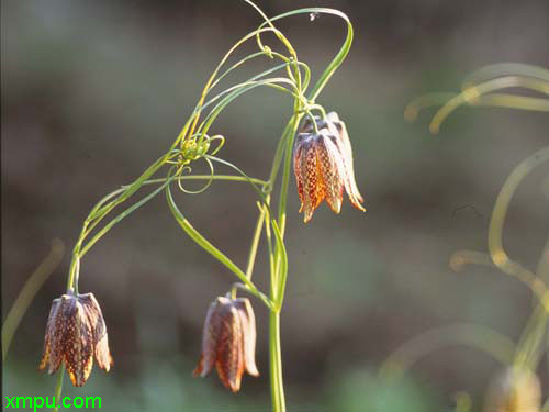 芦笋种植时间和方法