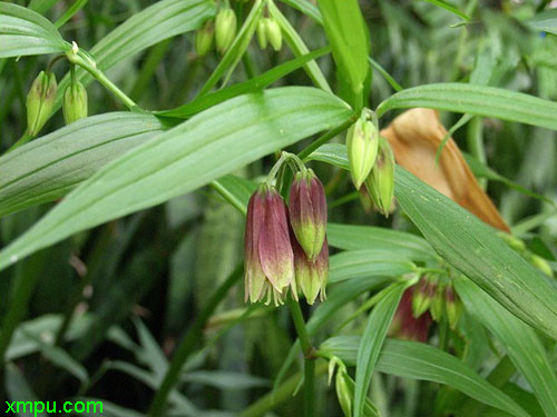 九里香花期