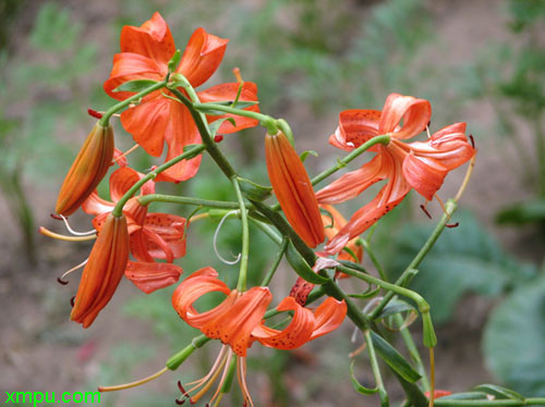 桂花花期