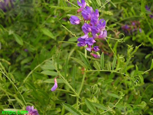 蜂糖李