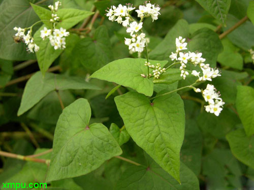 阿斯匹林不适合养的花