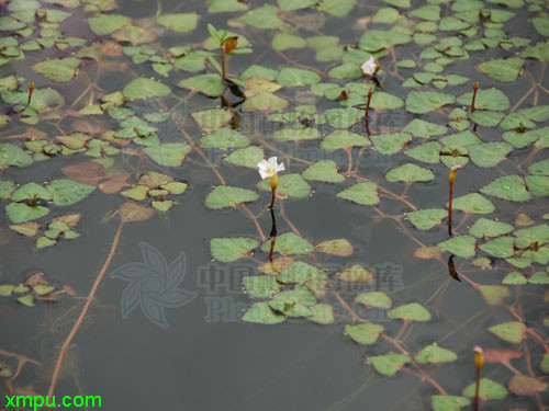 香水百合花语