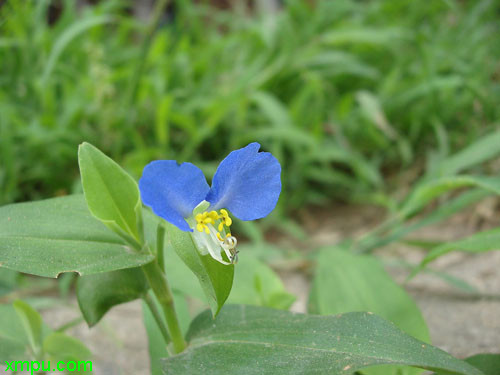 茼蒿的种植方法和时间