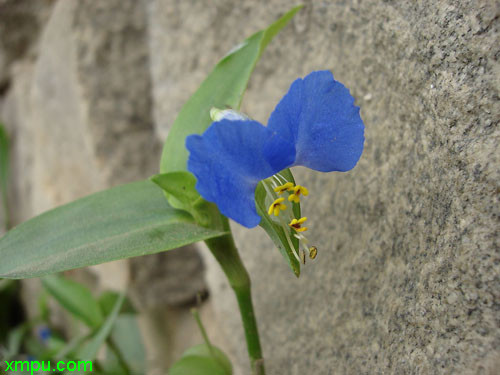 格桑花与波斯菊区别图