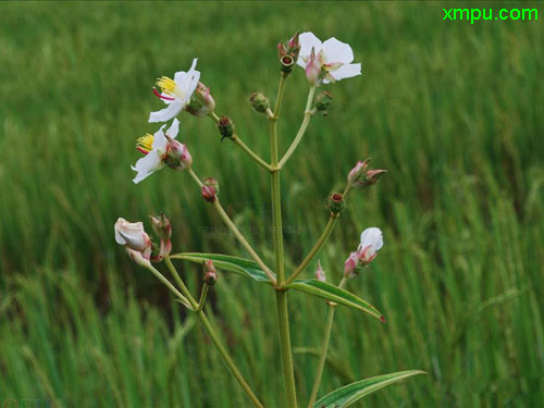 秃疮花