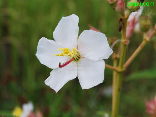 植物杨梅树