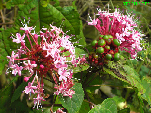 香花菜