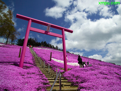 杜鹃花花语