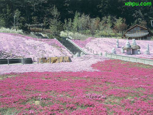 宁夏枸杞图片