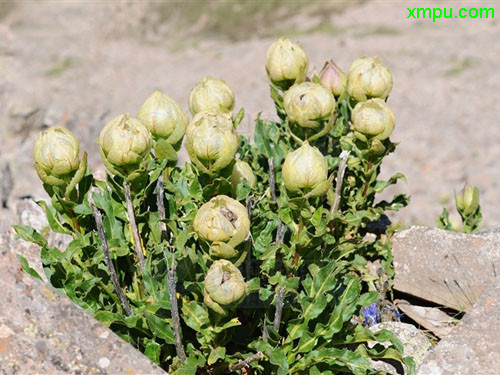 冬天开花的植物