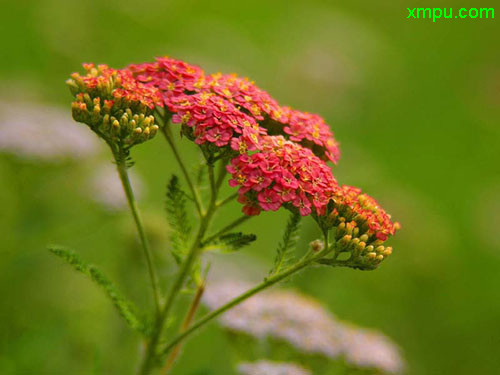 玛格丽特花能活几年