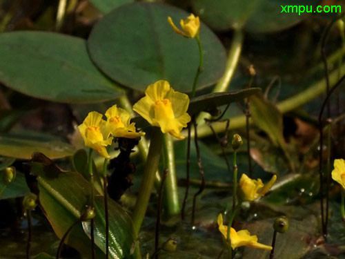 茉莉花时间