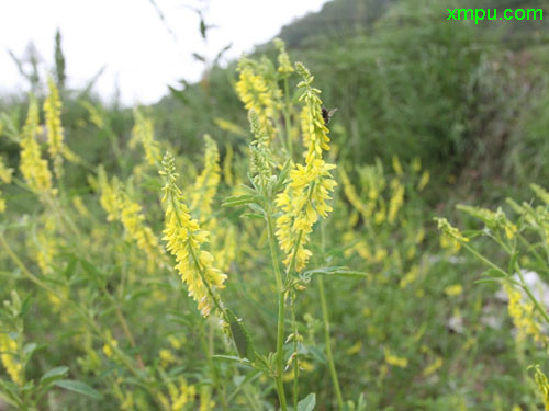 栀子花叶子发黄