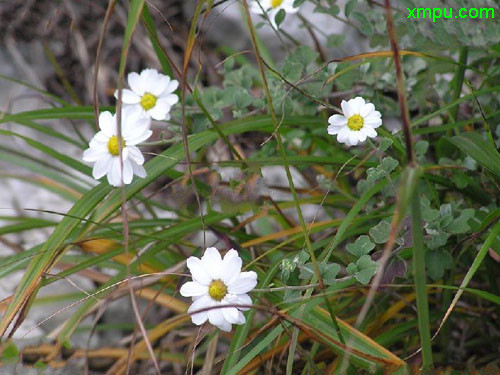 松树开花吗