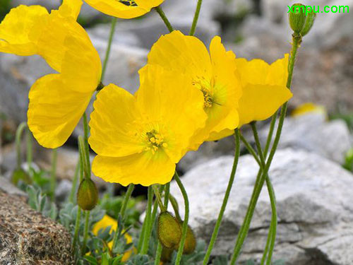 花菇 香菇