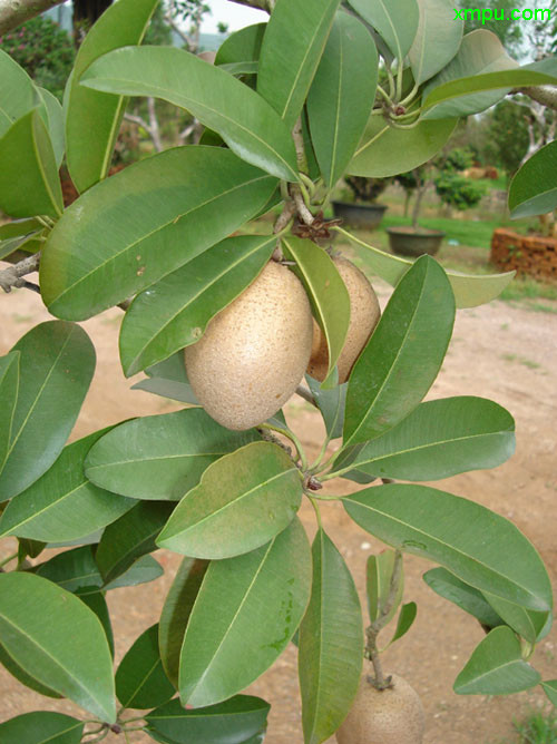 油菜籽出油率