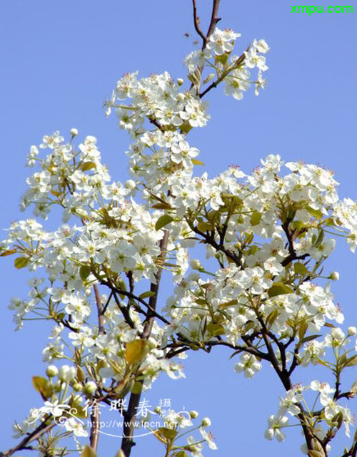 鸢尾花怎么读